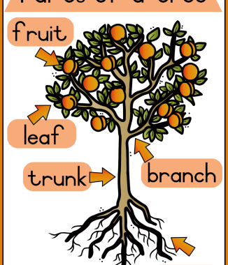 Grade 1 Life Skills posters - Term 3 PART 1